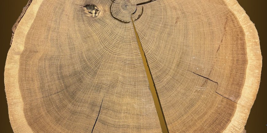 A tree disc on which the annual growth rings are clearly visible.