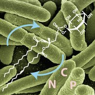 Icon depicting microbes, a phospholipid and and the cycling of carbon, nitrogen and phosphorus