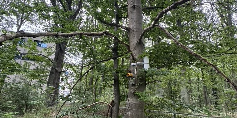 Setup der Messinstrumente: Geofon (gelb), Saftflusssensor (weiß) und Radius-Dendrometer an einer Buche auf dem Telegrafenberg.