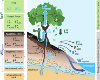 Fig. 2 A conceptual forest ecosystem comprising the “geogenic nutrient cycle” and the “organic nutrient pathway”.