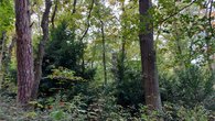 Diversity of tree species and structures on Potsdam's Telegrafenberg