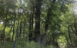 Trees in the Albert Einstein Science Park.