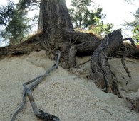 Plant mediated weathering and rock fracturing