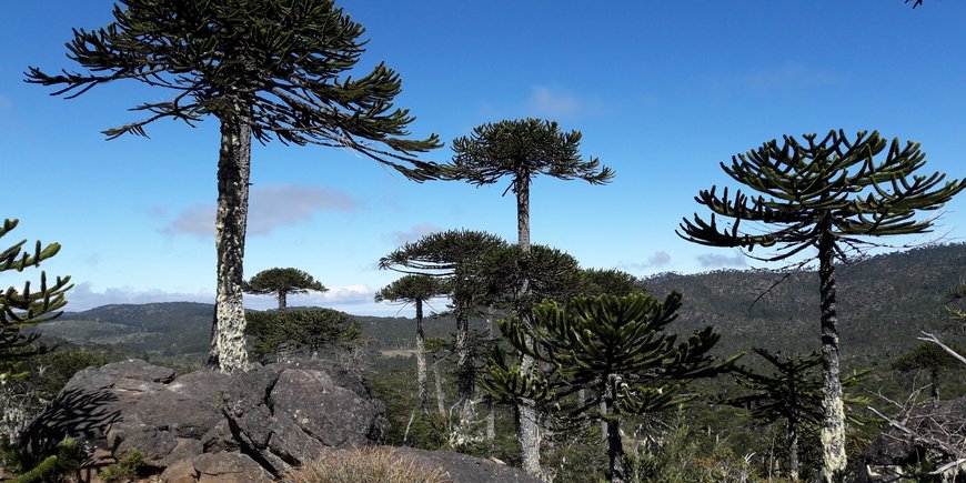 Nationalpark Nahuelbuta, Chile